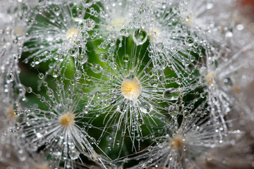 The thorns of the cactus filled with water droplets in the rainy season. © sirocha