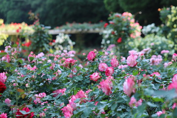 Fototapeta na wymiar バラ園のピンク色のバラ