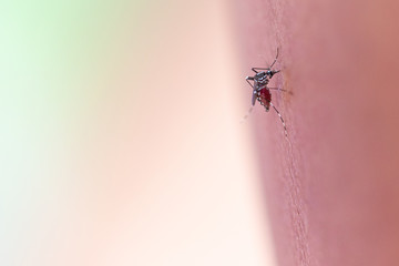 Close-up Aedes aegypti, common house mosquito on human skin, Aedes aegypti sucking blood human.