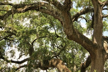 Live Oak Tree, leaves and tree trunk background texture, Savannah, Georgia USA.