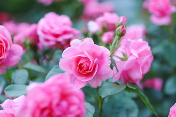 バラ園のピンク色のバラ