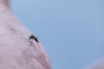 Close-up Aedes aegypti, common house mosquito on human skin, Aedes aegypti sucking blood human.