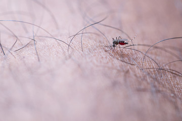 Close-up Aedes aegypti, common house mosquito on human skin, Aedes aegypti sucking blood human.