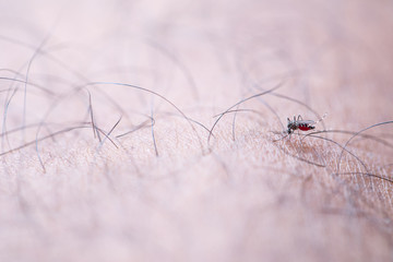 Close-up Aedes aegypti, common house mosquito on human skin, Aedes aegypti sucking blood human.