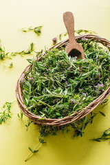 Harvesting herbs, fresh thyme on a yellow background