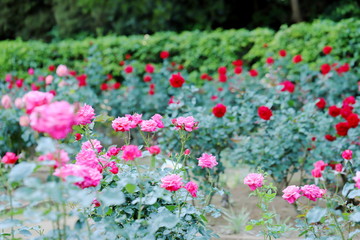 バラ園のピンク色のバラ