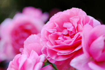 バラ園のピンク色のバラ