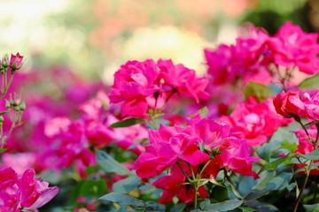 バラ園のピンク色のバラ