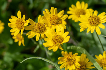 Close view of yellow Arnica(Arnica Montana) herb blossom.Note: Shallow depth of field
