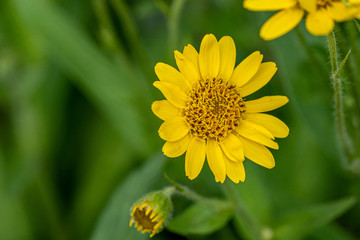 Obraz premium Close view of yellow Arnica(Arnica Montana) herb blossom.Note: Shallow depth of field