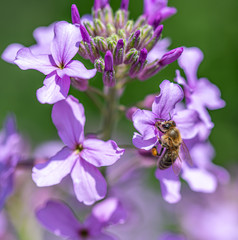 Close-up detail of a honey bee apis collecting pollen from flower in garden