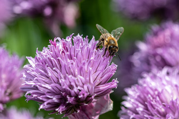 Close-up detail of a honey bee apis collecting pollen from flower in garden