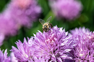 Close-up detail of a honey bee apis collecting pollen from flower in garden