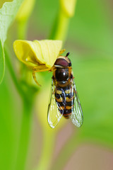 Wasp eats spider in the grass, macro.