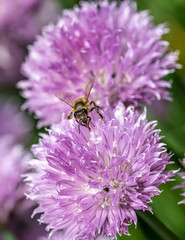 Close-up detail of a honey bee apis collecting pollen from flower in garden