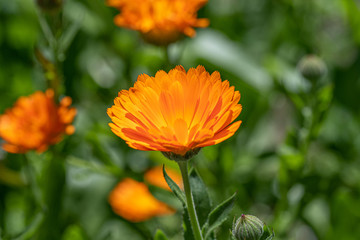 Bright orange calendula marigold flower blooming in the spring sunlight