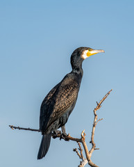Great Cormorant or Phalacrocorax carbo in nature