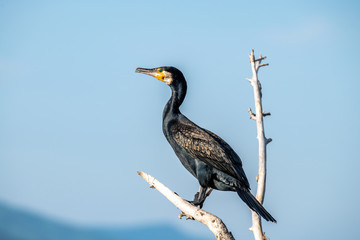 Great Cormorant or Phalacrocorax carbo in nature