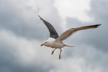 Close up view of nesting Lesser black-backed gull (Larus fuscus)