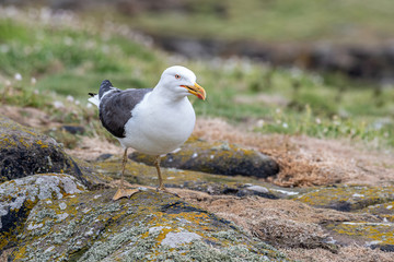 Side view of Lesser black-backed gull (Larus fuscus)
