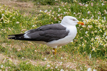Side view of Lesser black-backed gull (Larus fuscus)