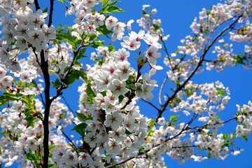 Beautiful cherry branches with flowers on a blue sky background in the park in Victory park (Uzvaras parks) in Riga, Latvia