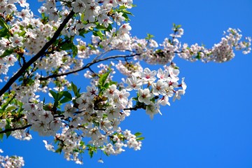 Beautiful cherry branches with flowers on a blue sky background in the park in Victory park (Uzvaras parks) in Riga, Latvia
