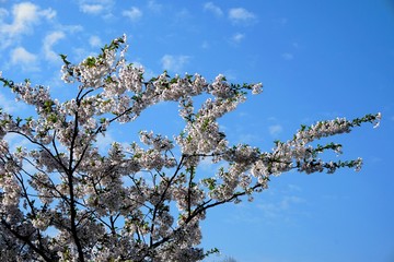 Beautiful cherry branches with flowers on a blue sky background in the park in Victory park (Uzvaras parks) in Riga, Latvia