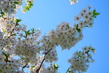 Beautiful cherry branches with flowers on a blue sky background in the park in Victory park (Uzvaras parks) in Riga, Latvia