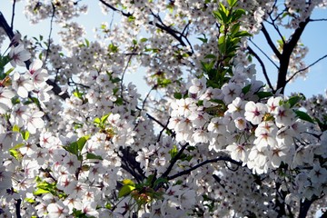 Beautiful cherry branches with flowers on a blue sky background in the park in Victory park (Uzvaras parks) in Riga, Latvia