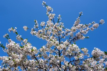 Beautiful cherry branches with flowers on a blue sky background in the park in Victory park (Uzvaras parks) in Riga, Latvia