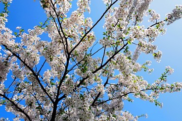 Beautiful cherry branches with flowers on a blue sky background in the park in Victory park (Uzvaras parks) in Riga, Latvia
