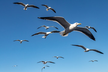 Obraz premium seagull