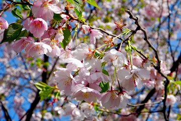 Close up of Cherry blossom tree or Sakura flower tree blossom on blue sky       