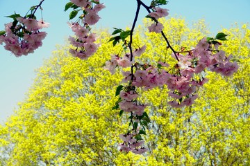 Close up of Cherry blossom tree or Sakura flower tree blossom on blue sky       
