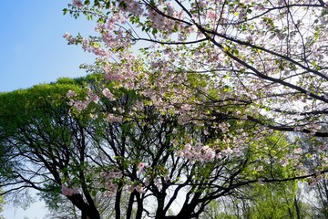 Close up of Cherry blossom tree or Sakura flower tree blossom on blue sky       