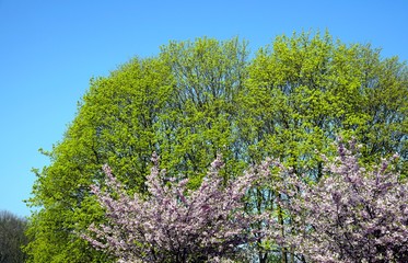 Close up of Cherry blossom tree or Sakura flower tree blossom on blue sky       
