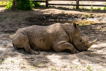 A very large animal from South Africa, white Rhino, squad - odd-toed, family - neoregelia. The second largest land animal after the elephant. Walk around the zoo, the animals are free.