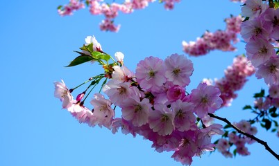 Close up of Cherry blossom tree or Sakura flower tree blossom on blue sky       