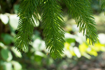 Green branches of spruce trees
