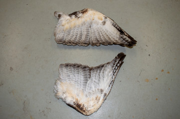 A close up look at the underside of turkey feathers on a cement floor. The flight feathers can be clearly seen.