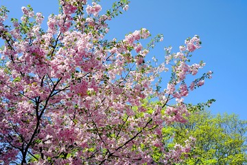 Close up of Cherry blossom tree or Sakura flower tree blossom on blue sky       