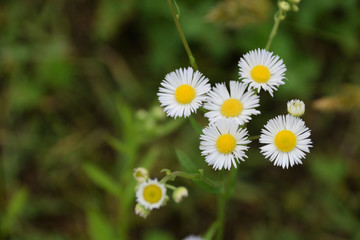Eastern daisy fleabane - Erigeron annuus. It is called “Hime Jyoon” in Japan.