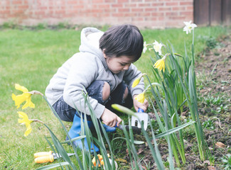 4 years old boy using garden fork and trowel to plant daffodils flowers, Kid boy having fun with gardening, Active child activities in garden, Vintage filter, Children gardening concept