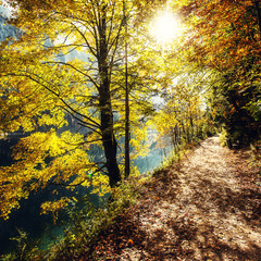 Obrazy na Szkle  Jesienna sceneria lasu z promieniami ciepłego światła oświetlającego złote liście i ścieżką prowadzącą do sceny. Alpy Austriackie jesienią. Las w pobliżu jeziora Gosausee. popularne miejsce wędrówek