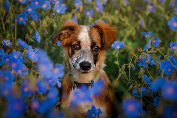 border collie puppy sitting in flowers
