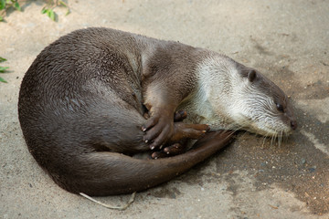 Otter