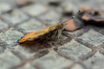 motyl © Henryk Olszewski
