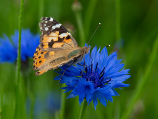 motyl © Henryk Olszewski