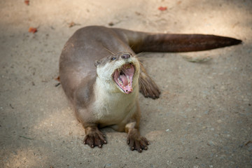 Otter
